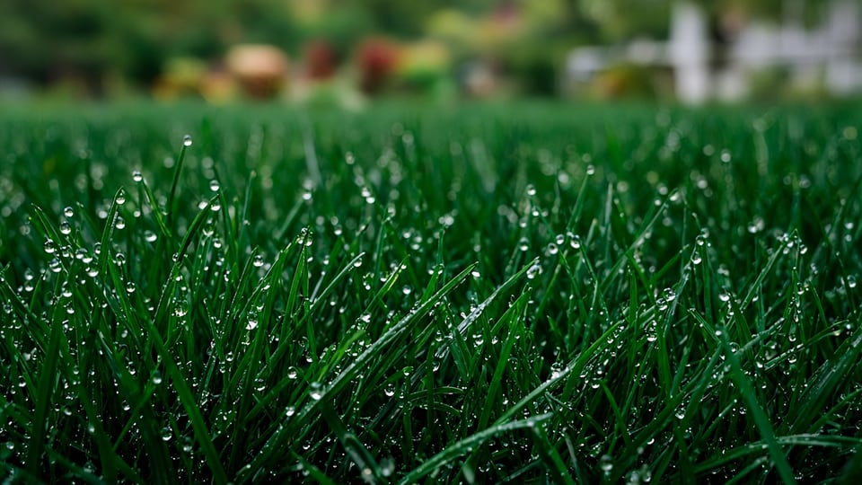 Close-up of turf grass blades in soft light