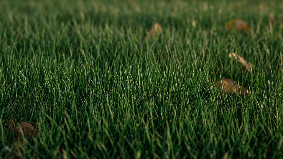Soft close-up of tall fescue grass blades in warm autumn light