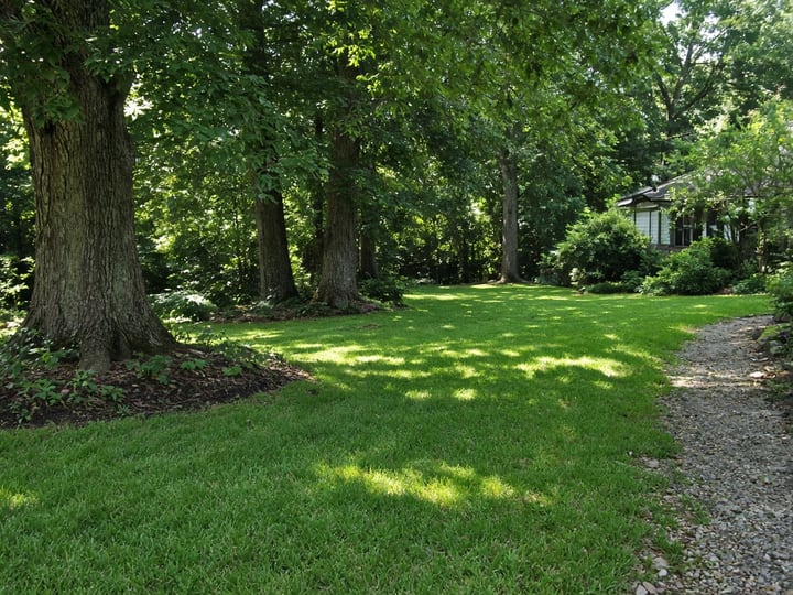 Tall fescue lawn under dappled oak shade