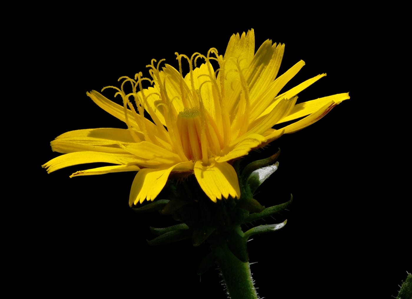 Dandelion flower head and jagged leaves seen from the side