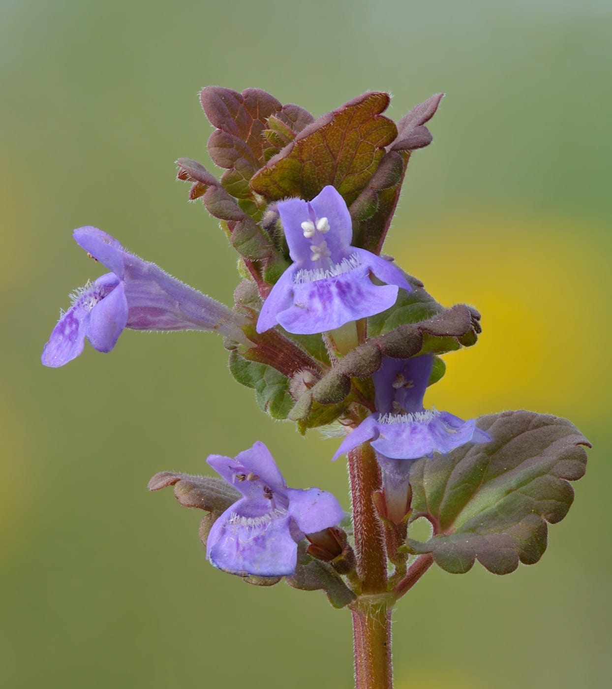 Ground ivy with scalloped round leaves on creeping stems
