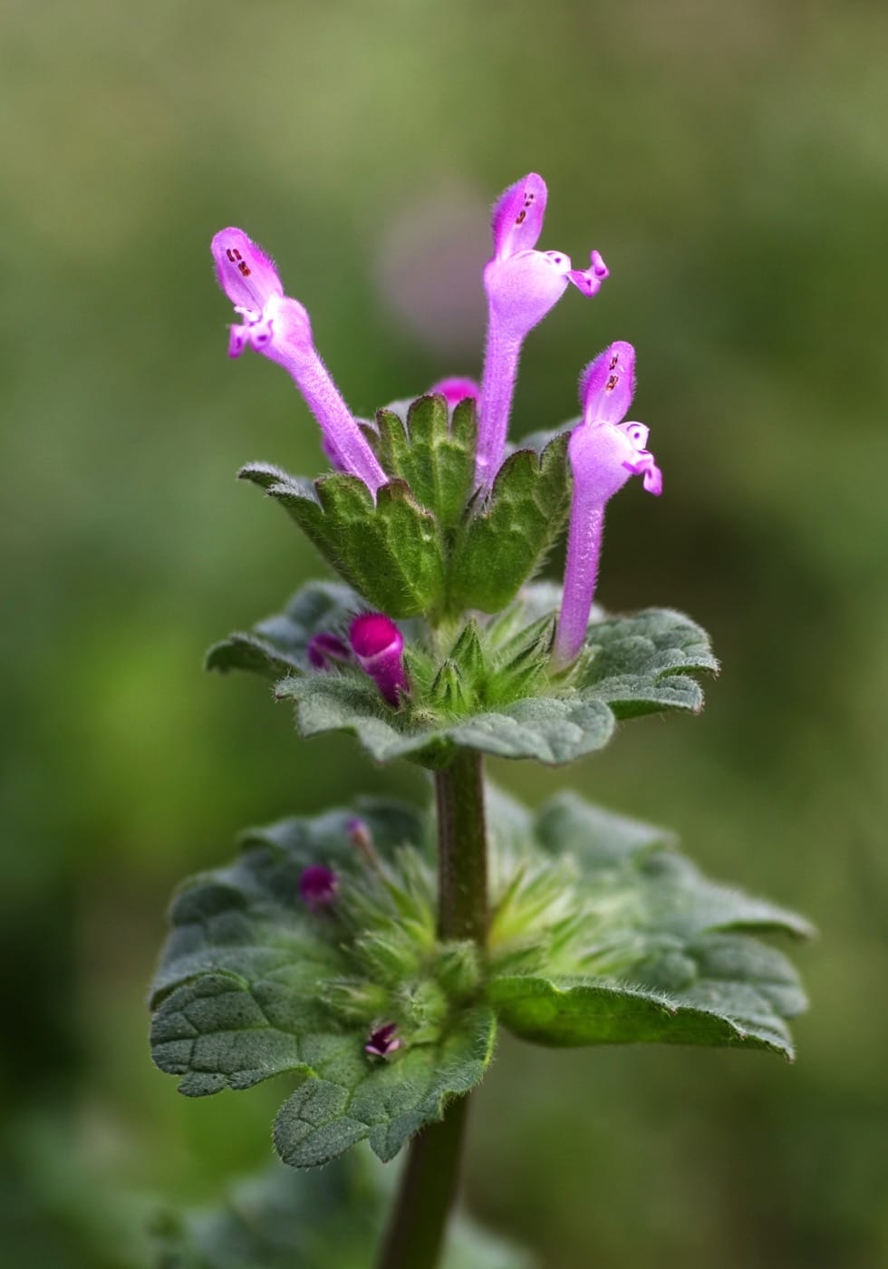 Henbit with square stems, rounded leaves, and purple tubular flowers