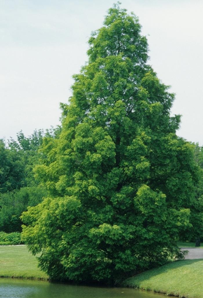 Dawn Redwood 'Ogon' (Metasequoia glyptostroboides 'Ogon') — reference photo