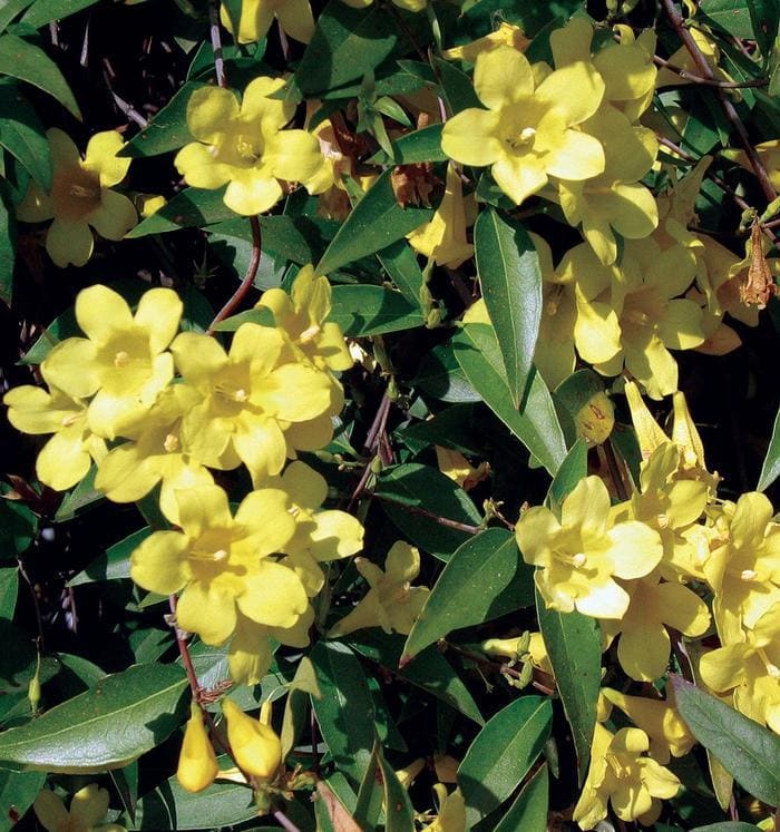 Swamp Jessamine (Gelsemium rankinii*) — reference photo
