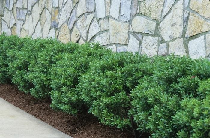 Japanese Holly 'Soft Touch' (Ilex crenata 'Soft touch') — reference photo