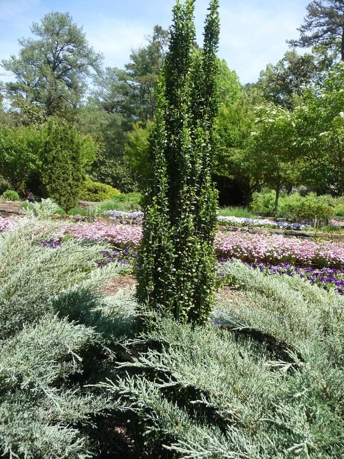 Japanese Holly 'Sky Pencil' (Ilex crenata 'Sky pencil') — reference photo