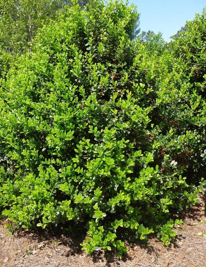 Chinese Holly 'Needlepoint' (Ilex cornuta 'Needlepoint') — reference photo