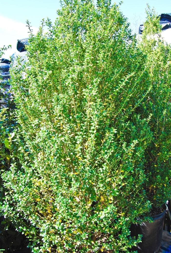 Japanese Holly 'Steeds' (Ilex crenata 'Steeds') — reference photo