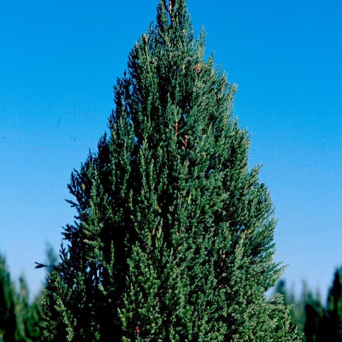 Angelica Blue Juniper (Juniperus chinensis 'Angelica blue') — reference photo