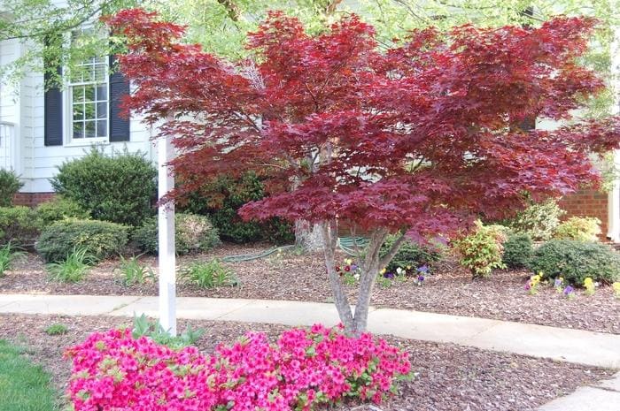 Viridis Cutleaf Japanese Maple (Acer palmatum var. dis. 'Viridis') — reference photo