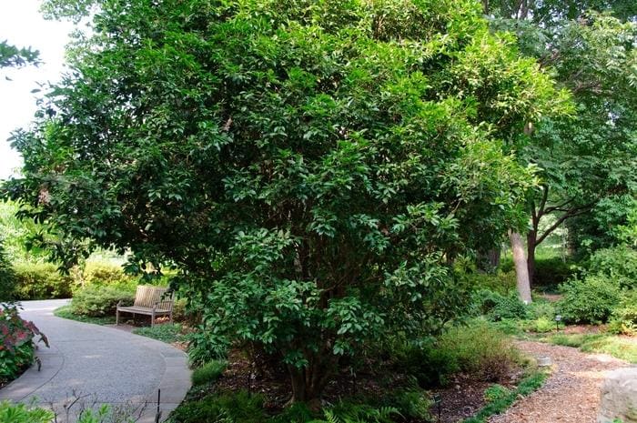 Fragrant Tea Olive (Osmanthus fragrans'') — reference photo
