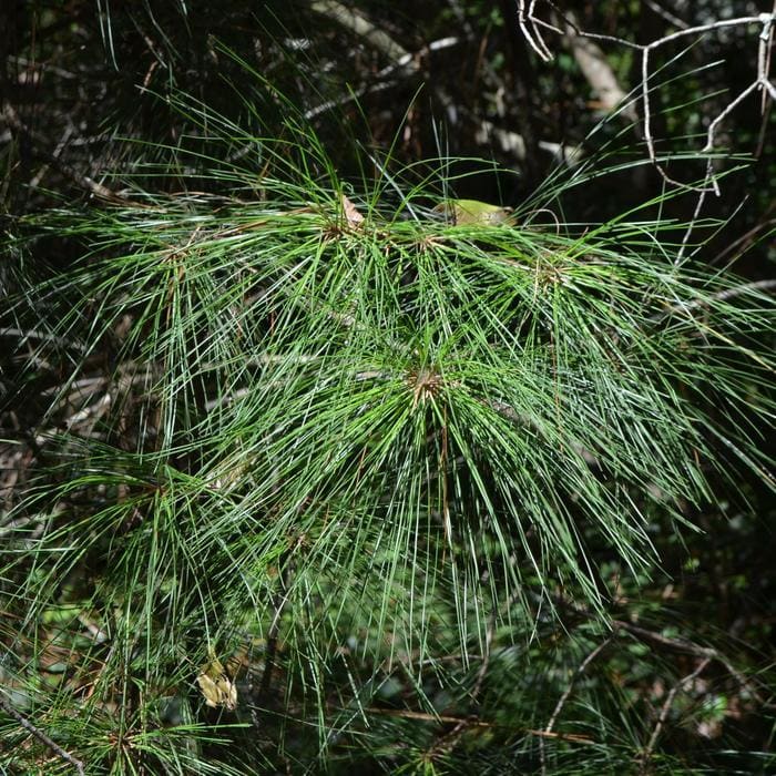 Longleaf Pine (Pinus palustris) — reference photo