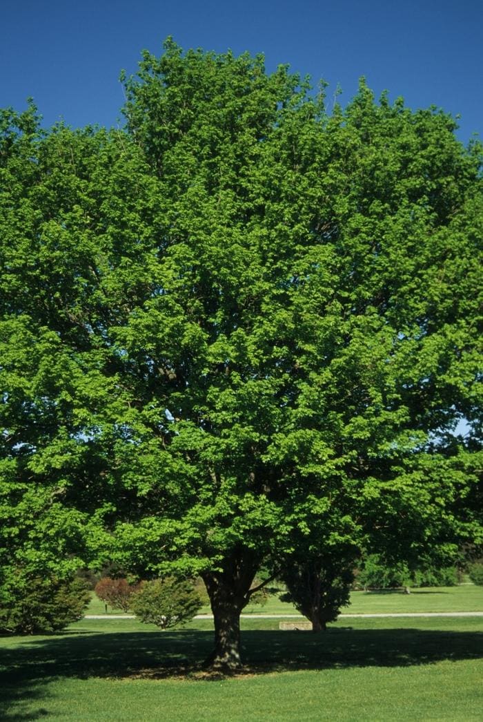 Sugar Maple 'Legacy' (Acer saccharum 'Legacy') — reference photo