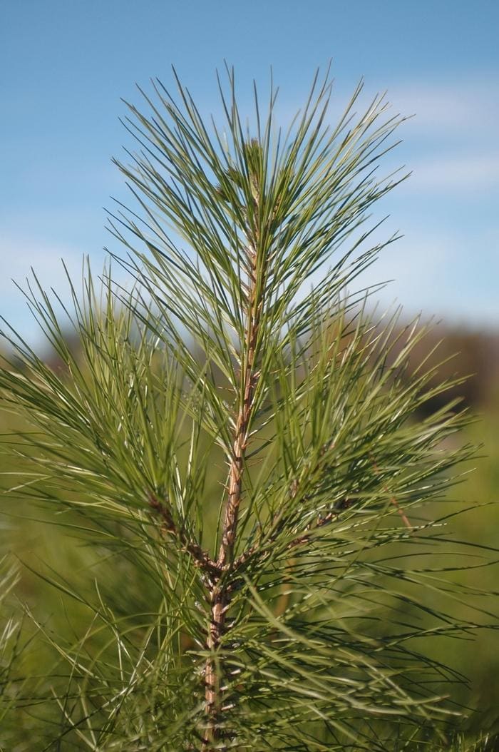 Pine (Pinus taeda) — reference photo