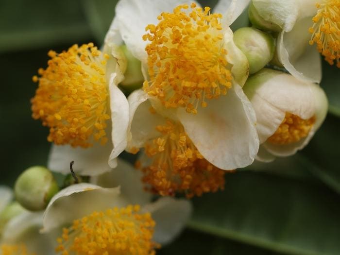 Sasanqua Camellia 'Yuletide' (Camellia sasanqua 'Yuletide') — reference photo