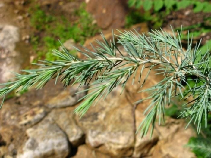 Deodar Cedar (Cedrus deodara) — reference photo