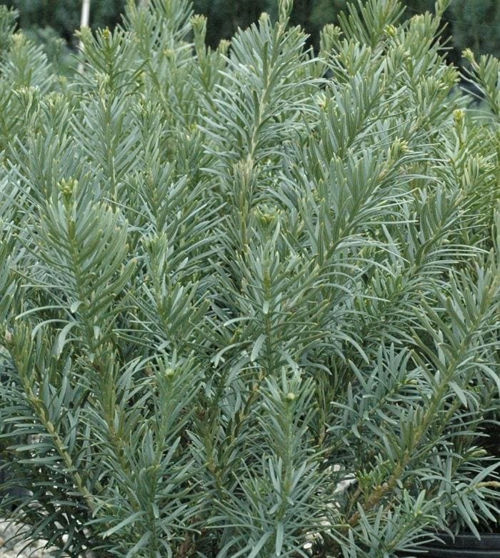 Japanese Plum Yew 'Fastigiata' (Cephalotaxus harringtonia 'Fastigiata') — reference photo
