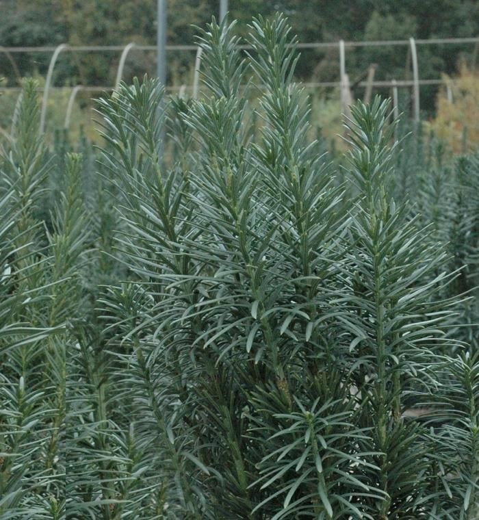 Plum Yew (Cephalotaxus harringtonia var. drupacea) — reference photo