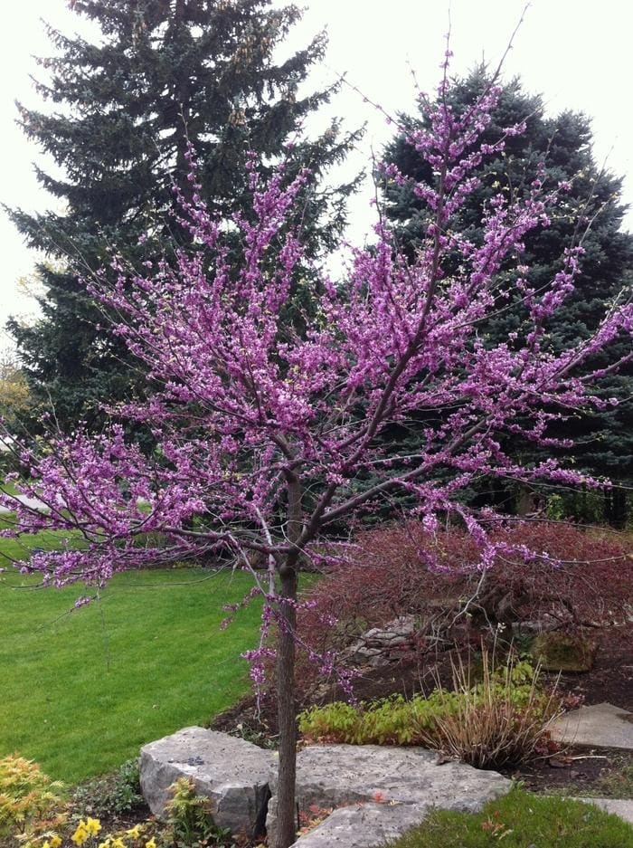 Eastern Redbud 'Whitewater' (Cercis canadensis 'Whitewater') — reference photo