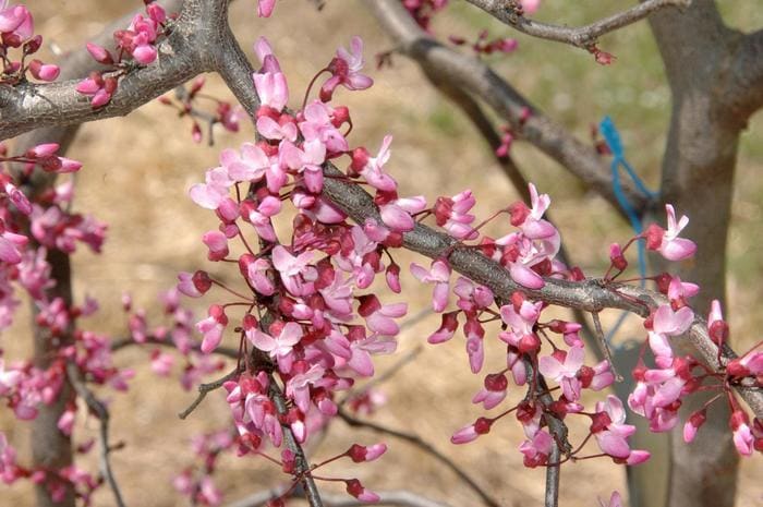 Eastern Redbud 'Ruby Falls Mounding' (Cercis canadensis 'Ruby falls mounding'mounding;) — reference photo