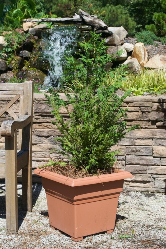 Hinoki Cypress 'Nana Gracilis' (Chamaecyparis obtusa 'Nana gracilis') — reference photo