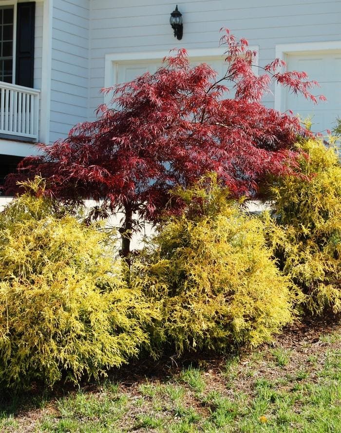 Sawara Cypress 'Golden Mop' (Chamaecyparis pisifera 'Golden mop') — reference photo
