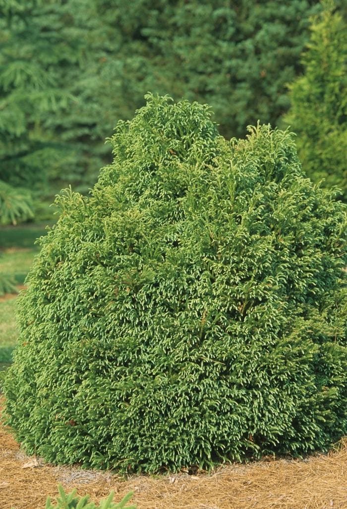 Globosa Nana Japanese Cedar (Cryptomeria japonica 'Globosa nana') — reference photo