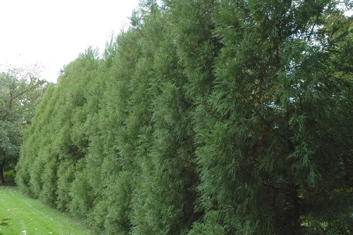 Japanese Cedar 'Radicans' (Cryptomeria japonica 'Radicans') — reference photo