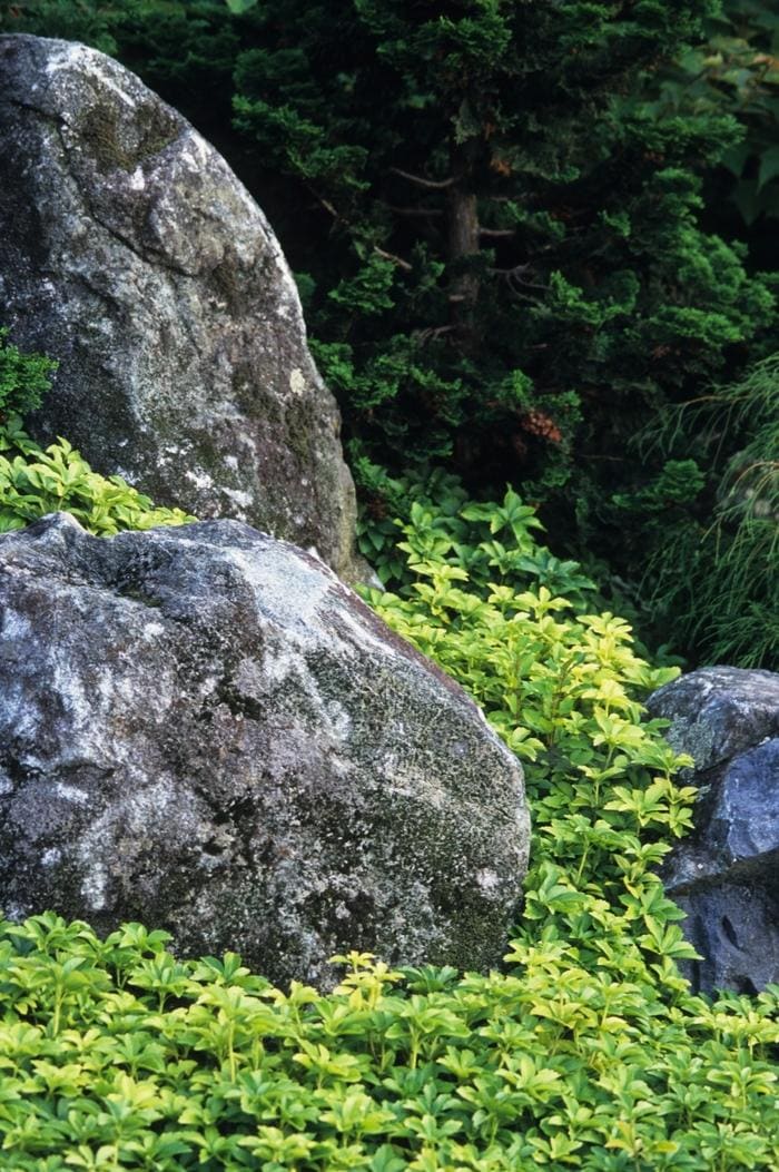 Yoshino Japanese Cedar (Cryptomeria japonica 'Yoshino') — reference photo