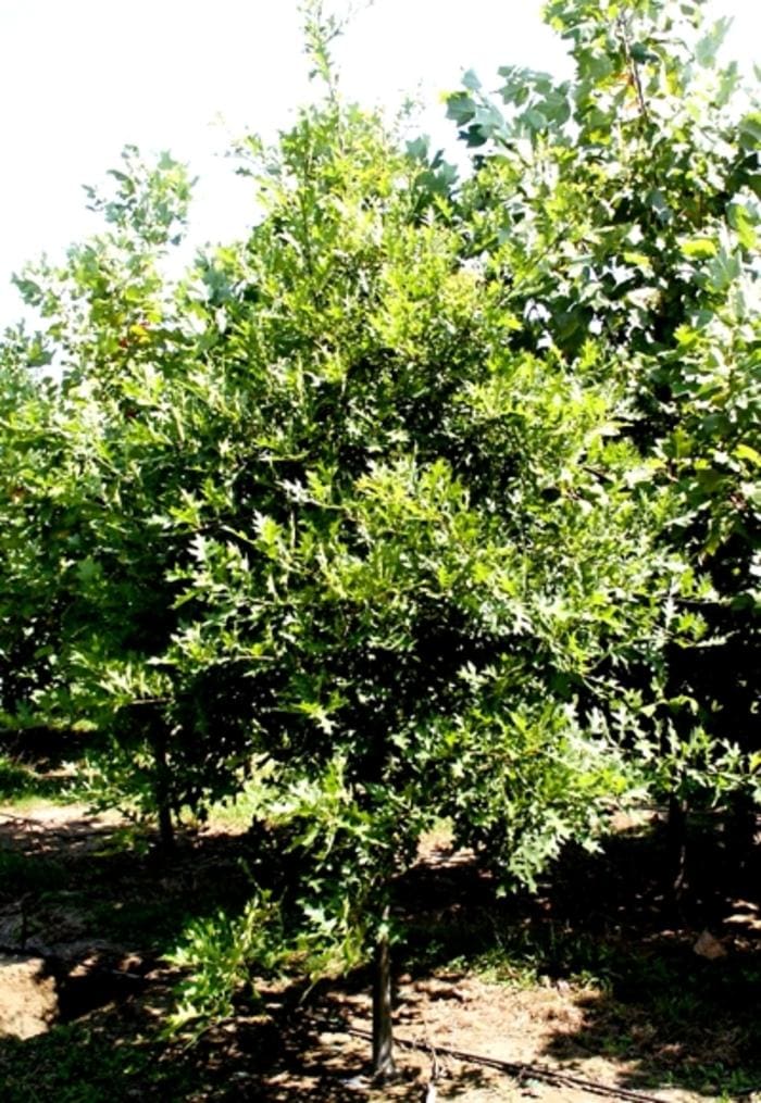 Willow Oak (Quercus phellos) — reference photo