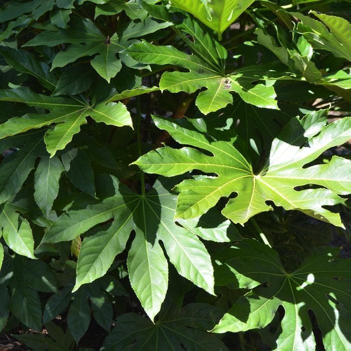 Solar Flair(TM) Euonymus (Euonymus japonicus solar flair(tm)) — reference photo