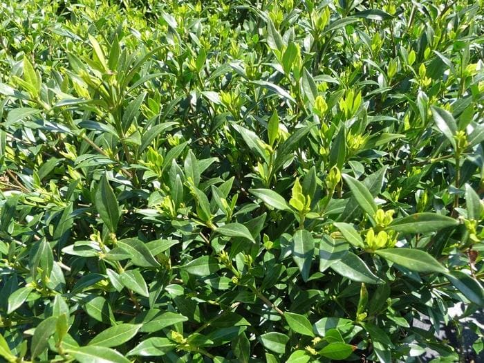 Radicans Gardenia (Gardenia jasminoides 'Radicans') — reference photo