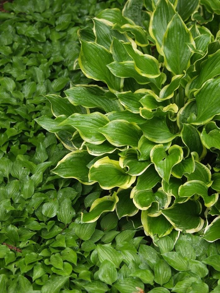 So Sweet Hosta (Hosta 'So sweet') — reference photo
