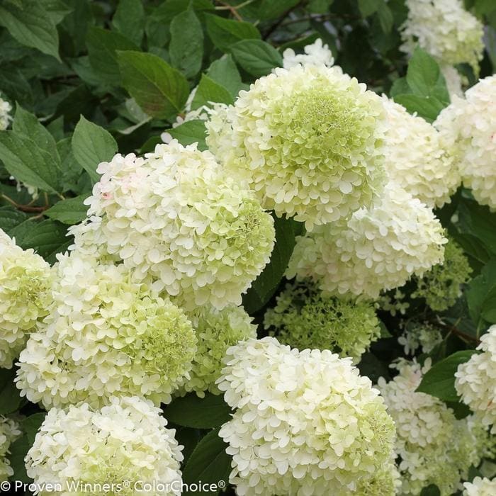 Limelight Hydrangea PP#12874 (Hydrangea paniculata 'Limelight' pp#12874) — reference photo