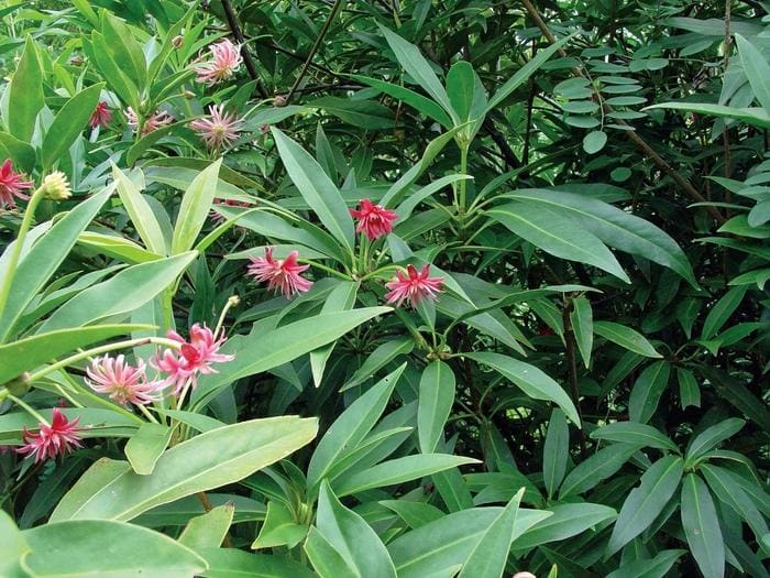 Anise Tree Hybrid 'Woodland Ruby' (Illicium × 'Woodland ruby') — reference photo
