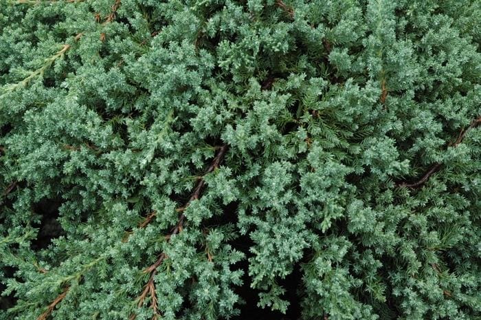 Japanese Garden Juniper 'Nana' (Juniperus procumbens 'Nana' top-grafted) — reference photo