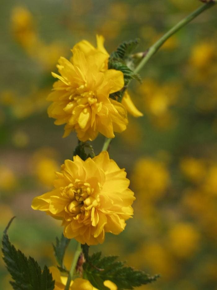 Double Japanese Kerria (Kerria japonica 'Pleniflora') — reference photo