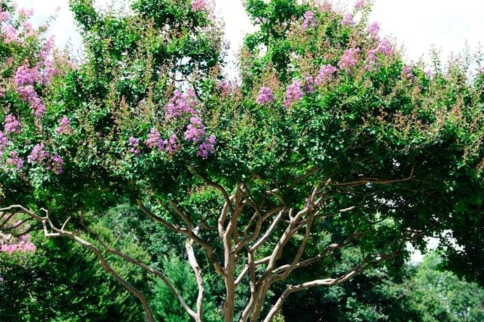 Crape Myrtle 'Autaugaville Purple' (Lagerstroemia 'Autaugaville purple') — reference photo
