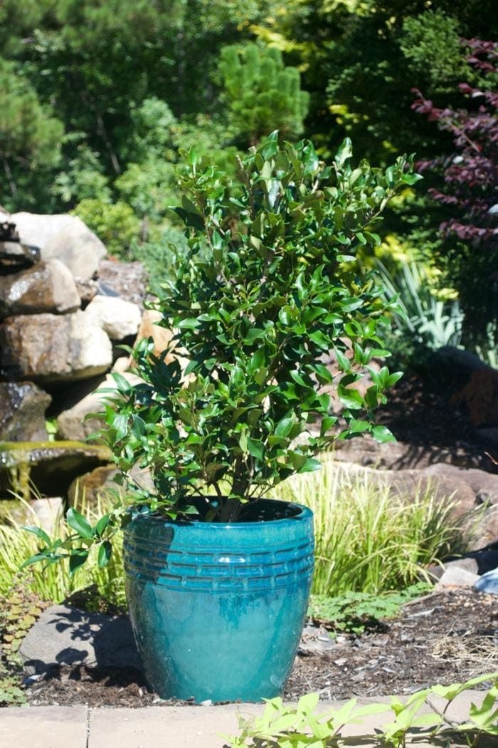 Recurve Wavy Leaf Privet (Ligustrum japonicum 'Recurvifolium') — reference photo