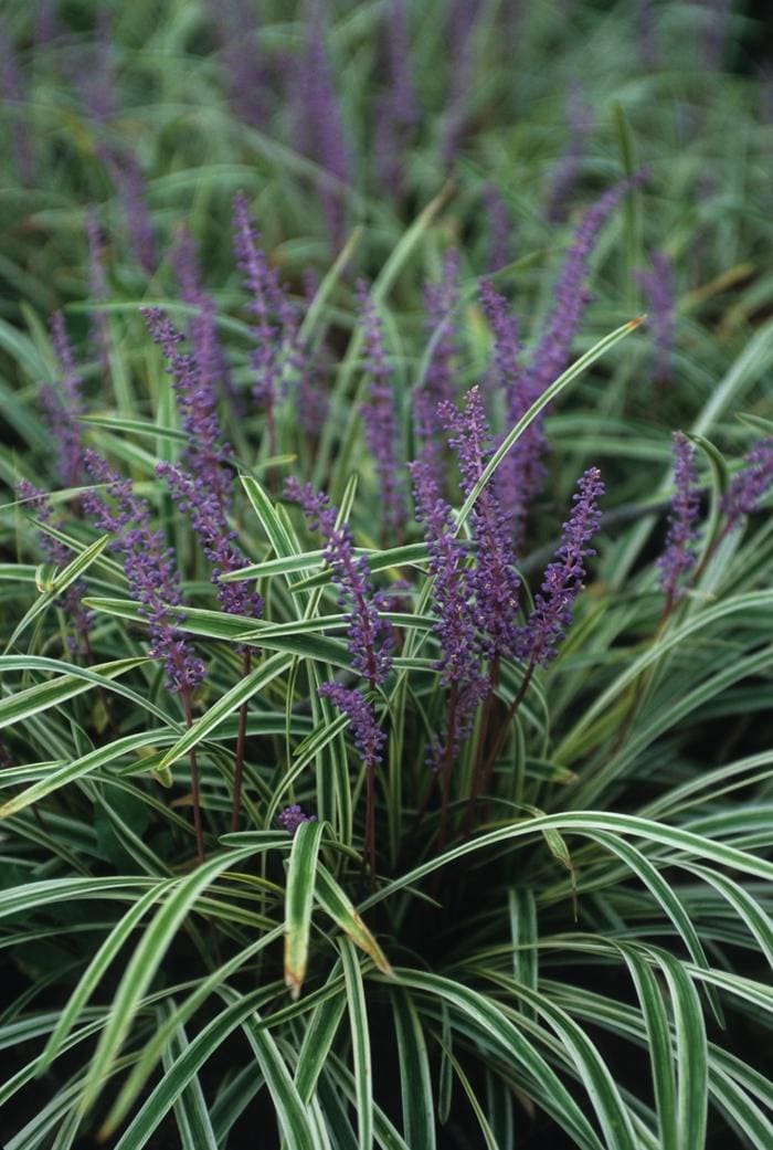 Liriope Muscari Nice; 1 Gal (Liriope muscari 'Variegata'Nice; 1 gal) — reference photo