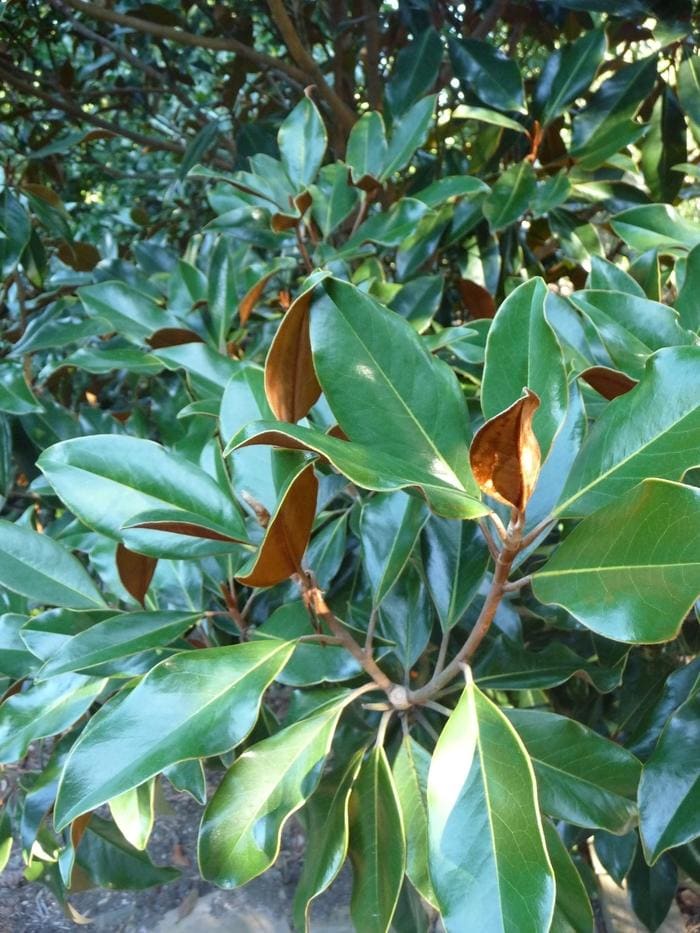 Kay Paris Southern Magnolia (Magnolia grandiflora 'Kay paris') — reference photo
