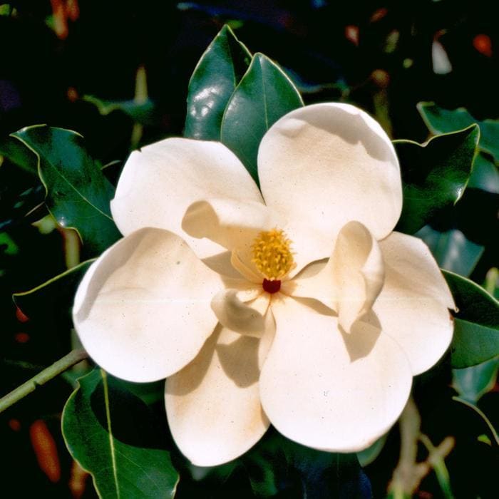 Southern Magnolia 'Little Gem' (Magnolia grandiflora 'Little gem') — reference photo