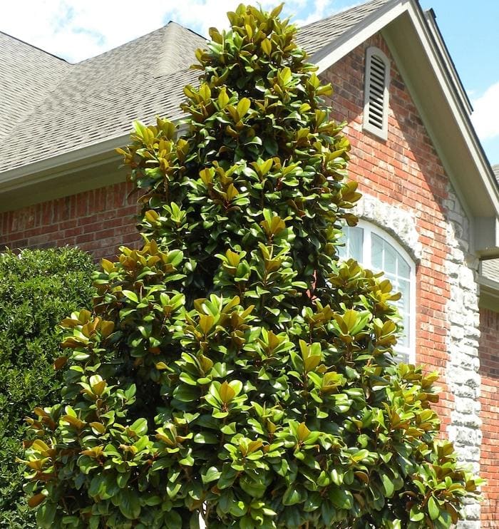 Southern Magnolia 'Teddy Bear®' (Magnolia grandiflora 'Teddy bear®') — reference photo