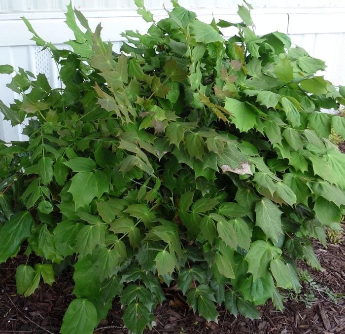 Leatherleaf Mahonia (Mahonia bealei) — reference photo