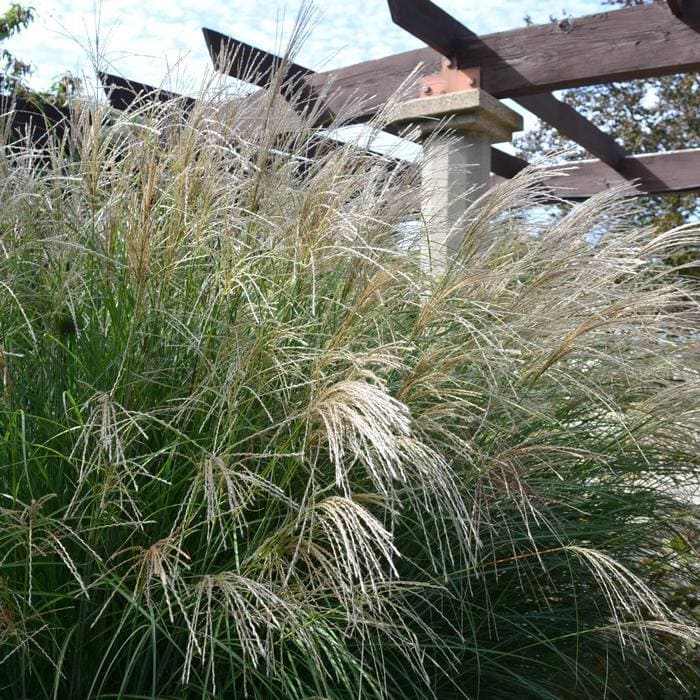 Adagio Maiden Grass (Miscanthus sinensis 'Adagio') — reference photo