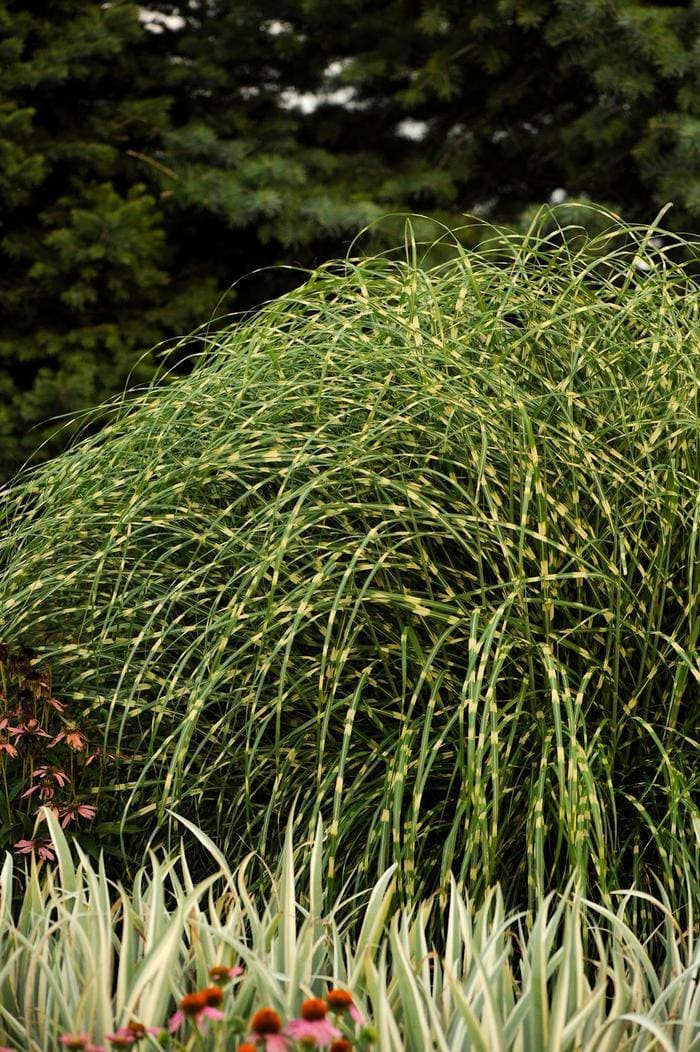 Little Zebra Maiden Grass PP#13008 (Miscanthus sinensis 'Little zebra' pp#13008) — reference photo