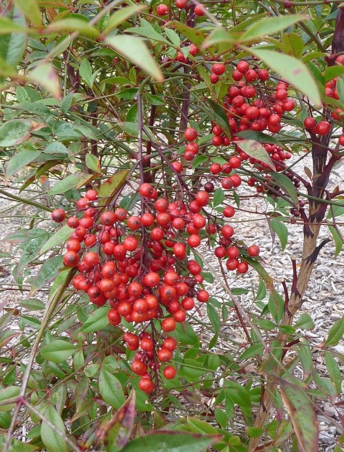 Southern Wax Myrtle (Myrica cerifera) — reference photo