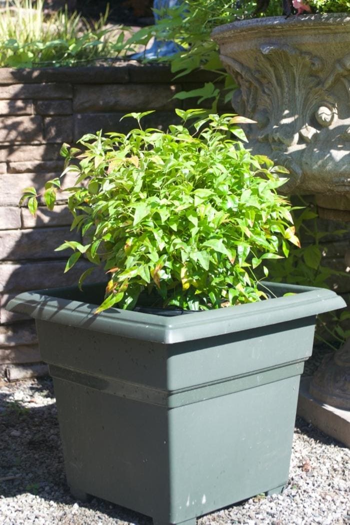 Firepower Nandina (Nandina domestica 'Firepower') — reference photo