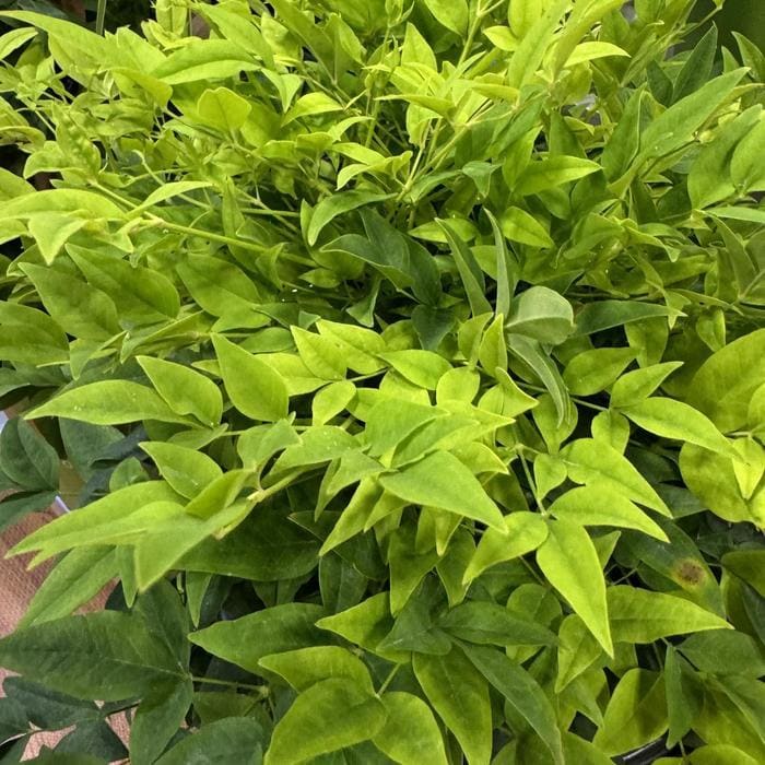 Lemon Lime Nandina (Nandina domestica 'Lemon lime') — reference photo