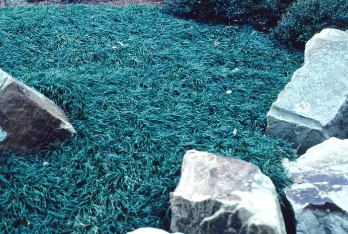 Dwarf Mondo grass (Ophiopogon japonicus 'Nana') — reference photo
